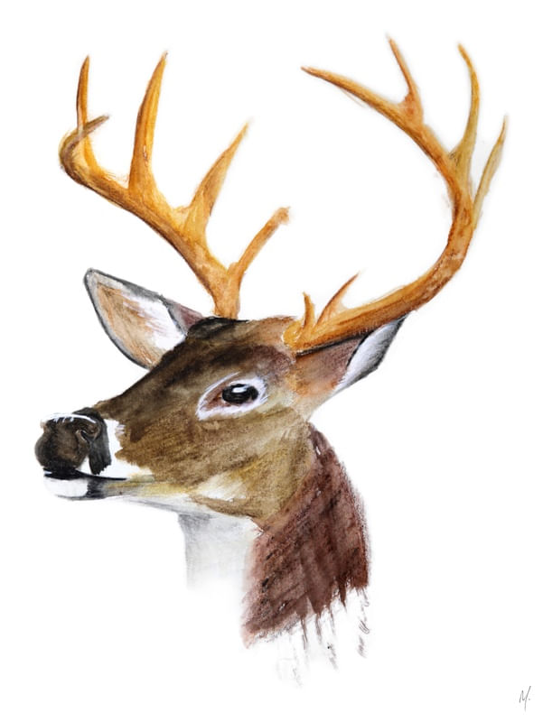 WATERCOLOR DEER