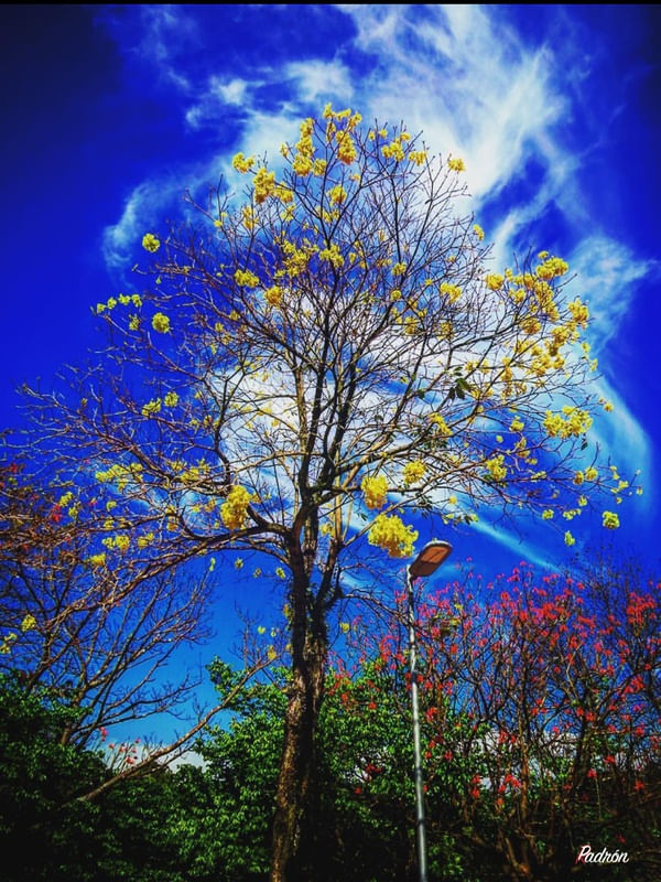 CÉU EM FLORES