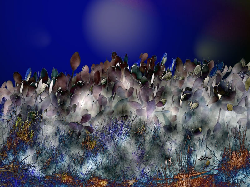 CELESTIAL ORGÂNICO IV