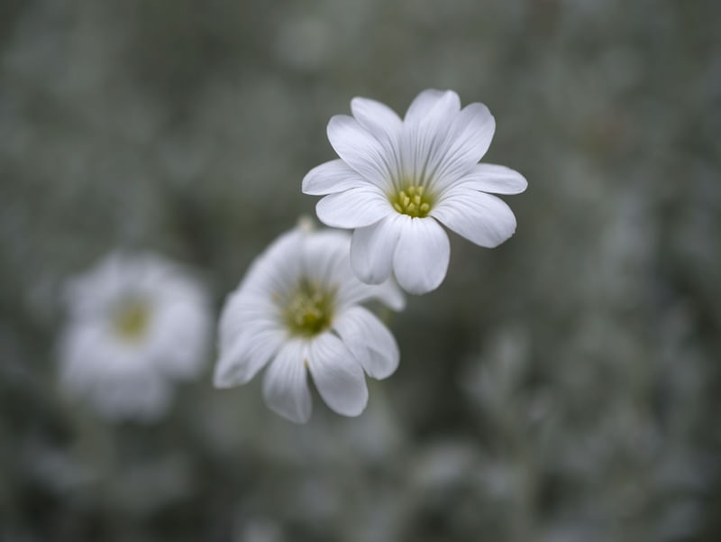 TRESMARIAS