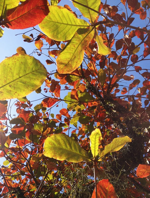 NATURAL PAINTING