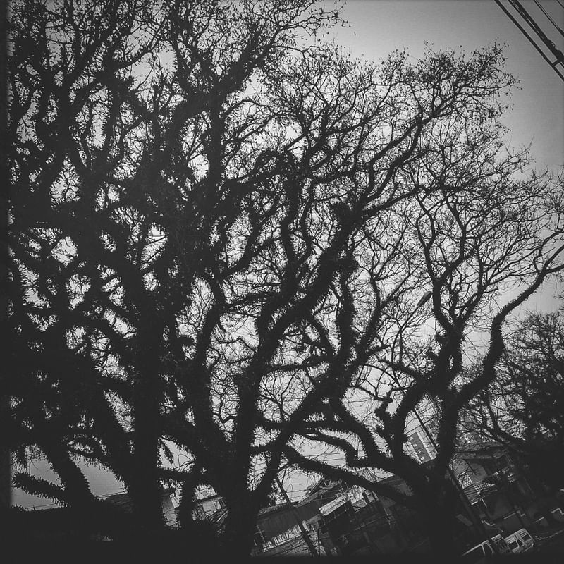 SP - ÁRVORES #02