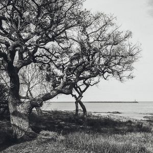 ÁRVORES URUGUAI #03