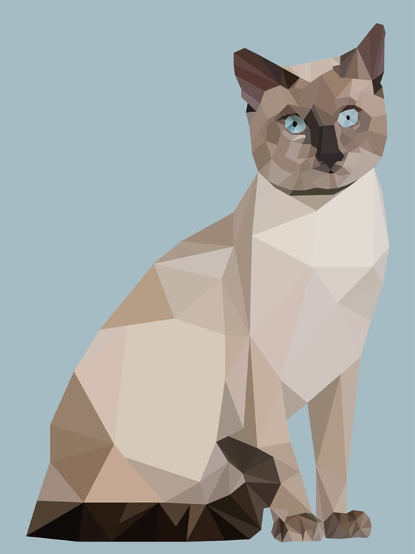O OLHAR DE GATO