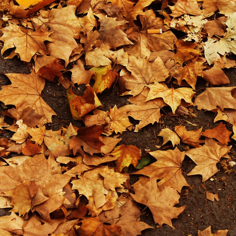 FALL LEAVES