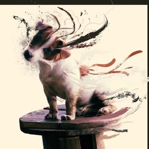 DOG (JACK RUSSELL TERRIER)