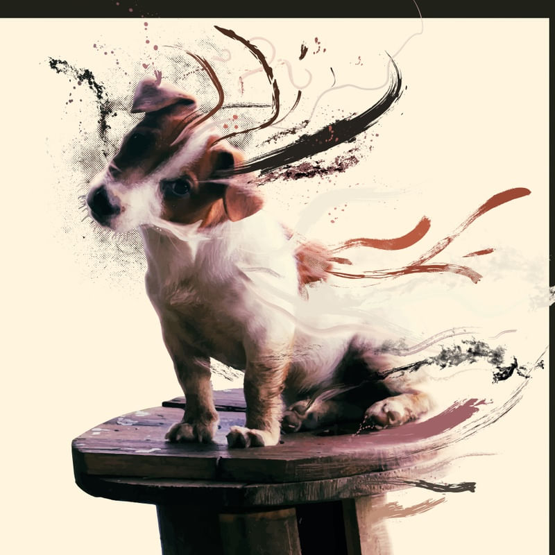 DOG (JACK RUSSELL TERRIER)