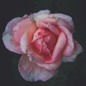 ROSAROSA
