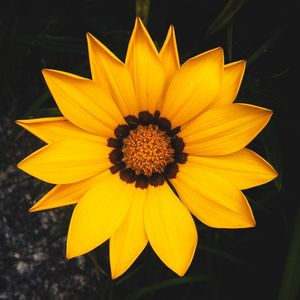 FLOR SOL AMARELO