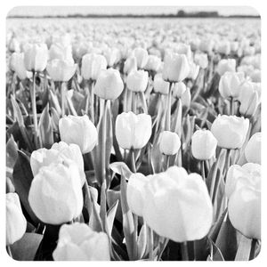 FLORES TULIPAS DA HOLANDA 251