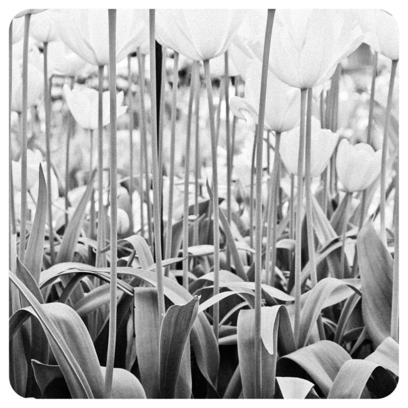 FLORES TULIPAS DA HOLANDA 252