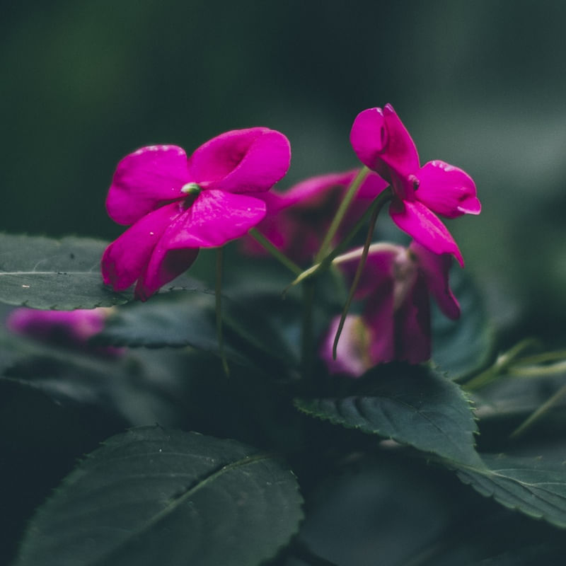 SP FLOR PINK