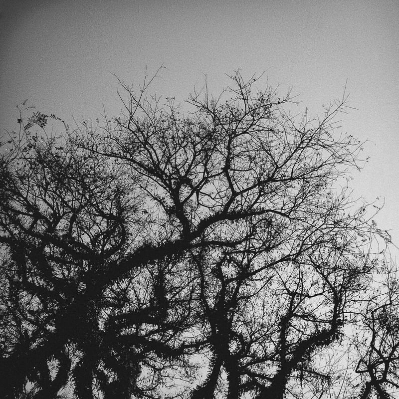 SP - ÁRVORES #07