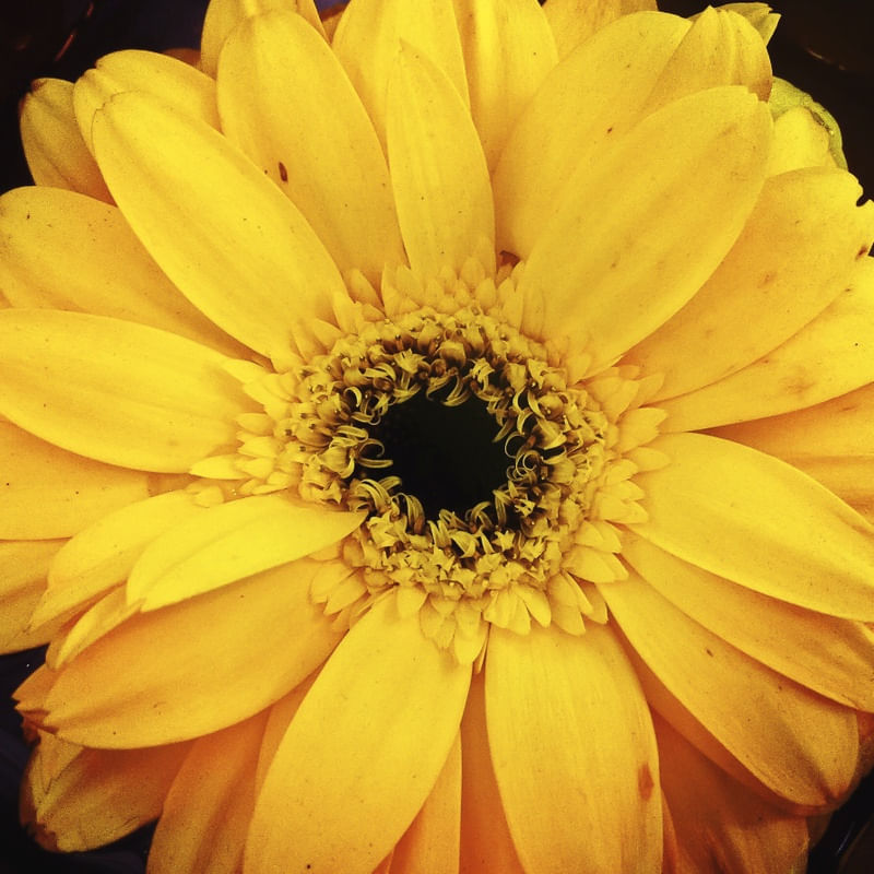 YELLOW FLOWER