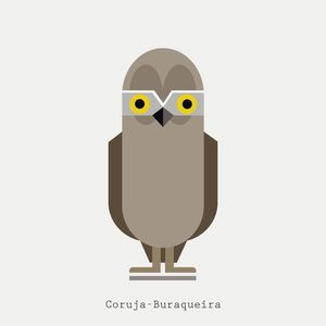 CORUJA-BURAQUEIRA