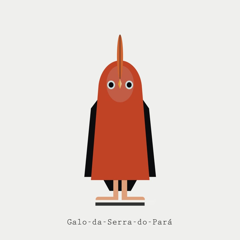 GALO-DA-SERRA-DO-PARÁ