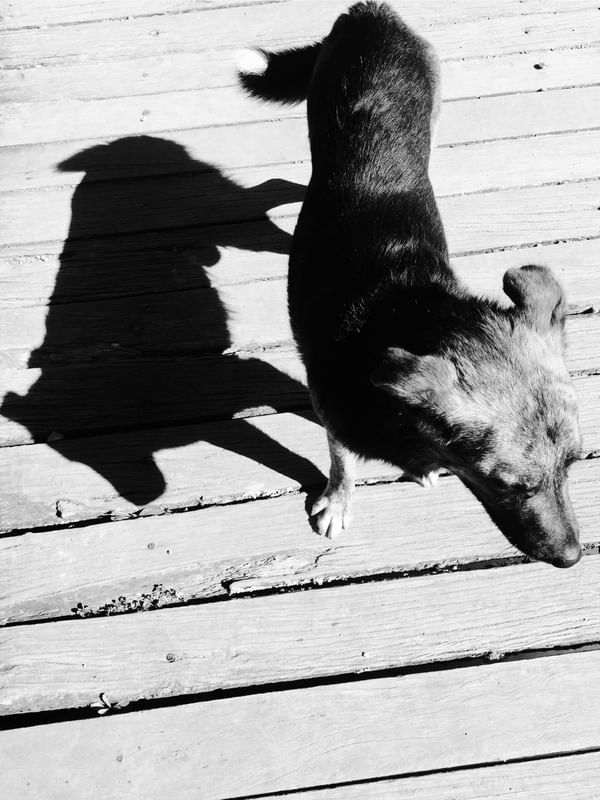 CACHORRO PEB