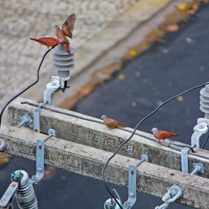 PÁSSAROS MARRONS