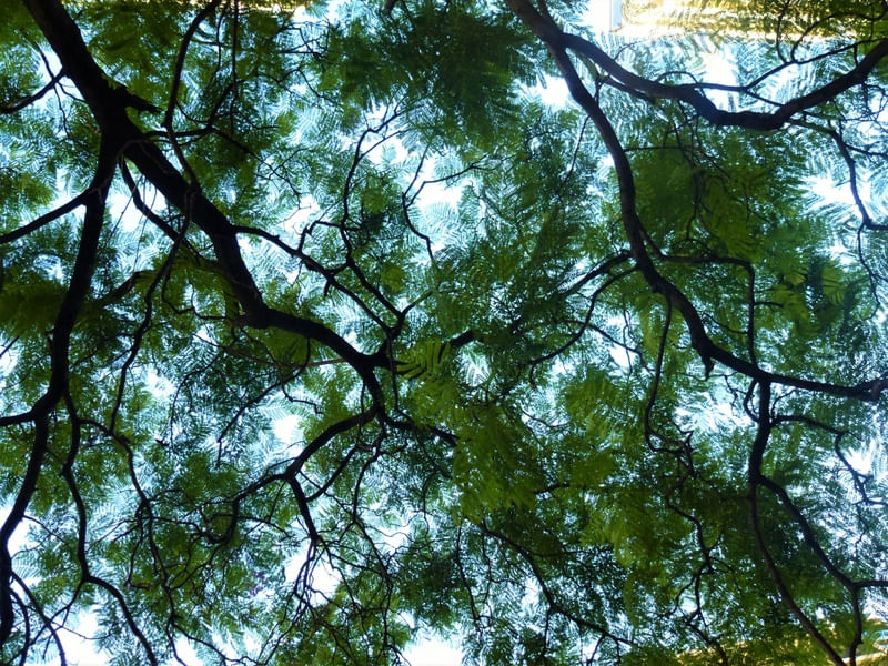 CÉU PLANTADO