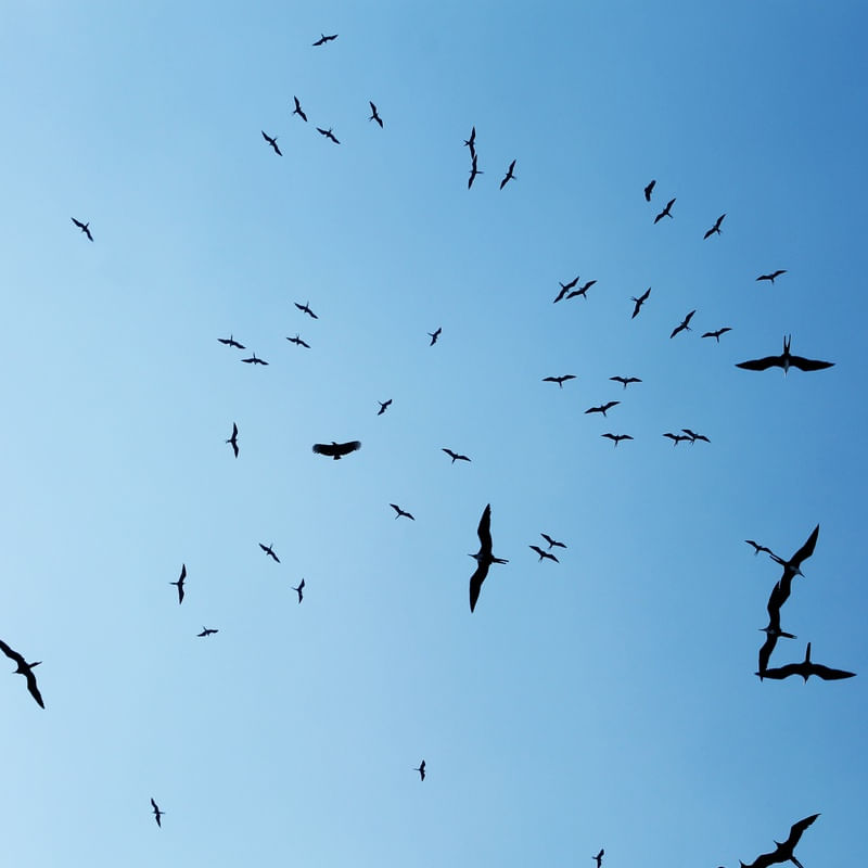BLACK BIRDS