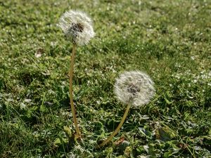 BLOW BALL