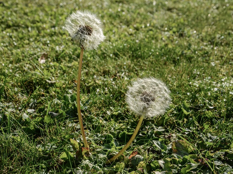 BLOW BALL