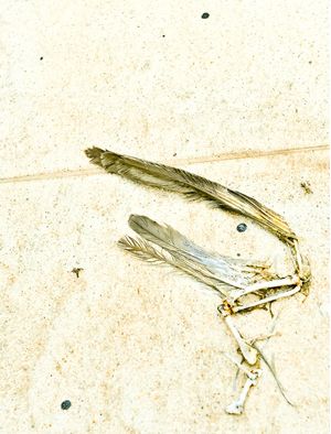 SÉRIE ROADKILL