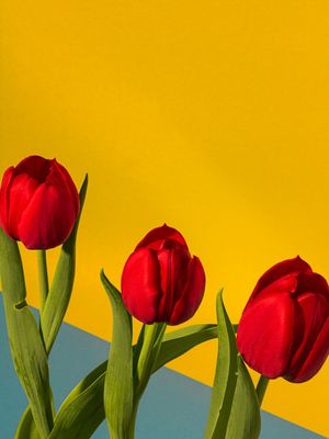 RED-BLUE TULIPAS