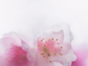 PINK BLOSSOM