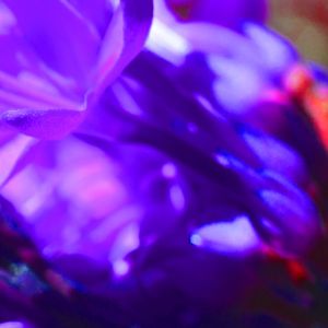 BLUR BLUE FLOWER