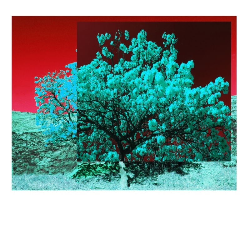 WHITE FLIES WITH RED SKY