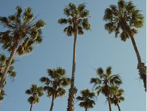 PALM TREE