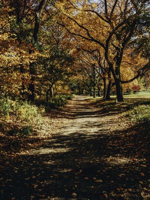 CENTRAL PARK - NEW YORK - NOVA YORK