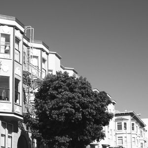 URBAN TREE