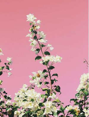 PINK MOOD #8