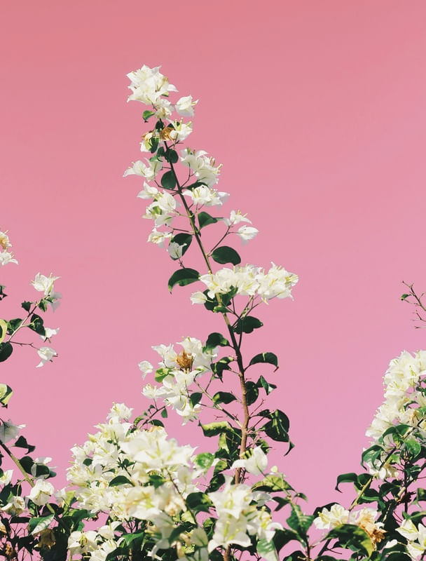 PINK MOOD #8