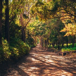 LUZ E SOMBRAS NO BOSQUE