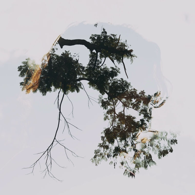 PLANTAE
