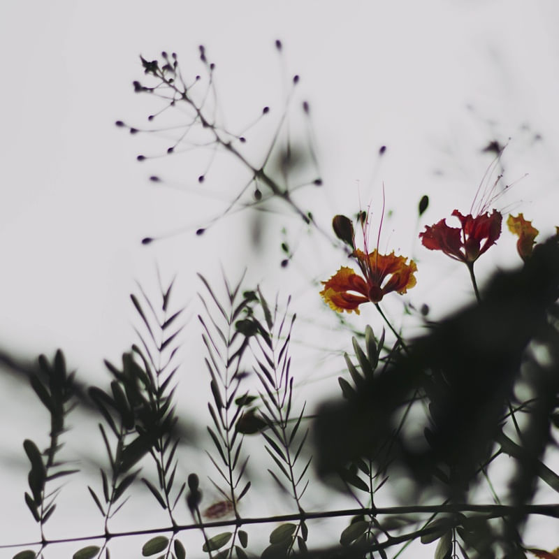 PLANTAE #2