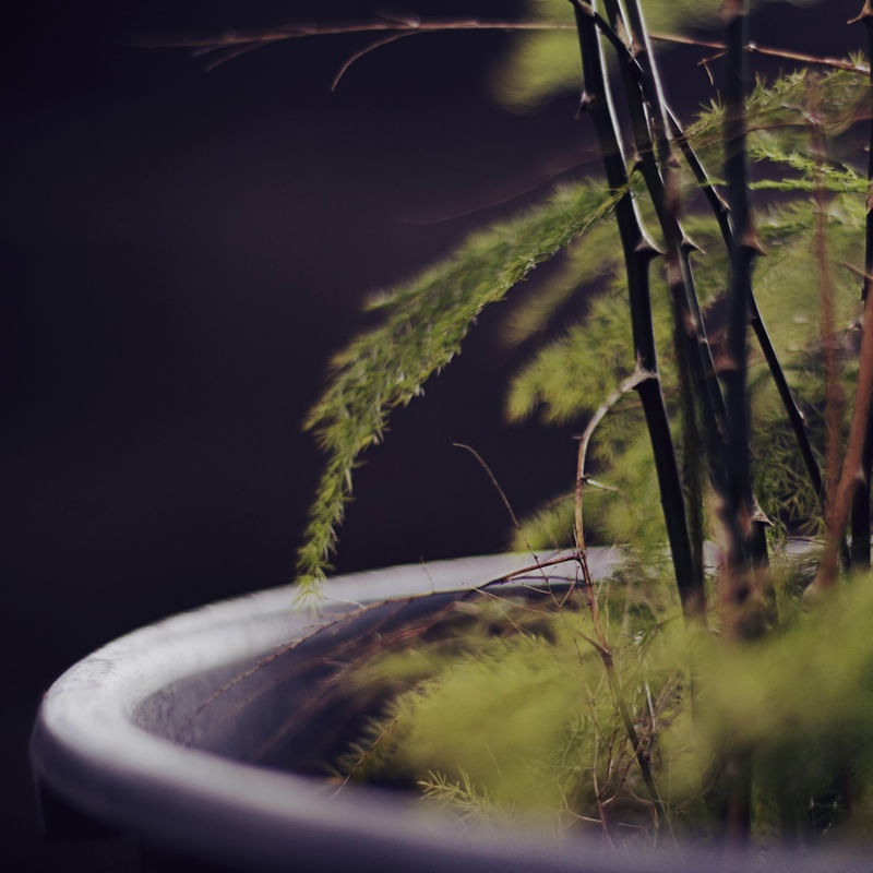 PLANTAE #3
