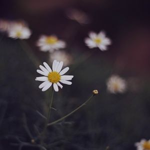 PLANTAE #4