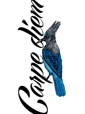 STELLER JAY