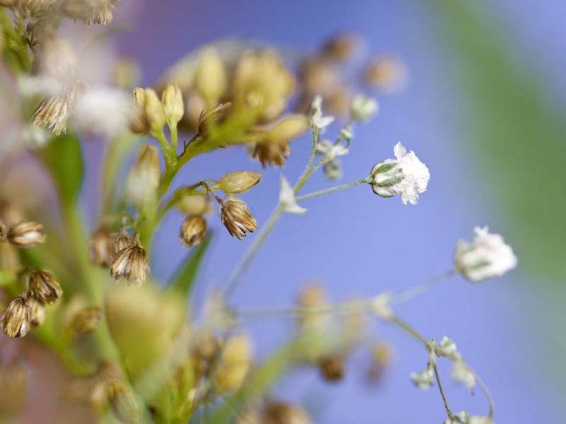 MINI FLOR