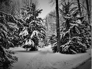 WINTER LANDSCAPE