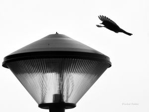 LANDING