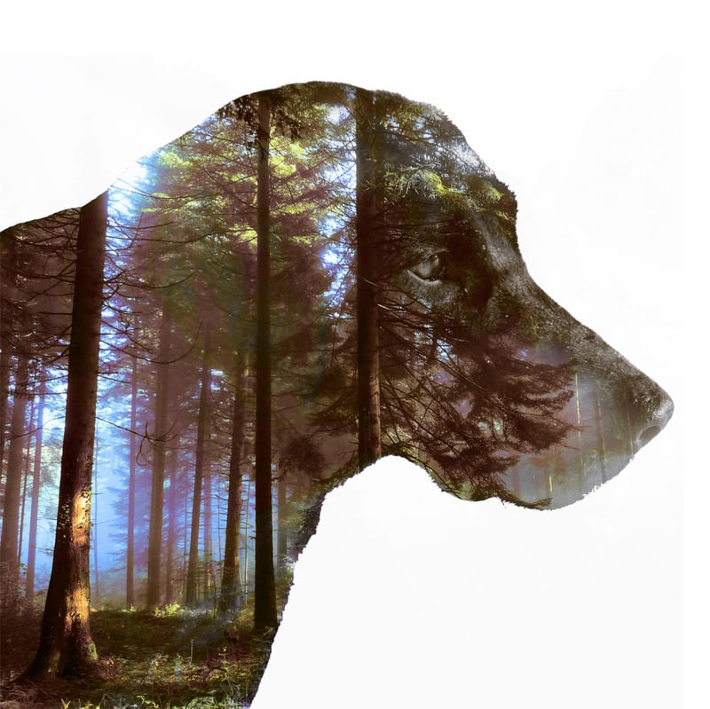 ANIMAL SPIRIT - DOG