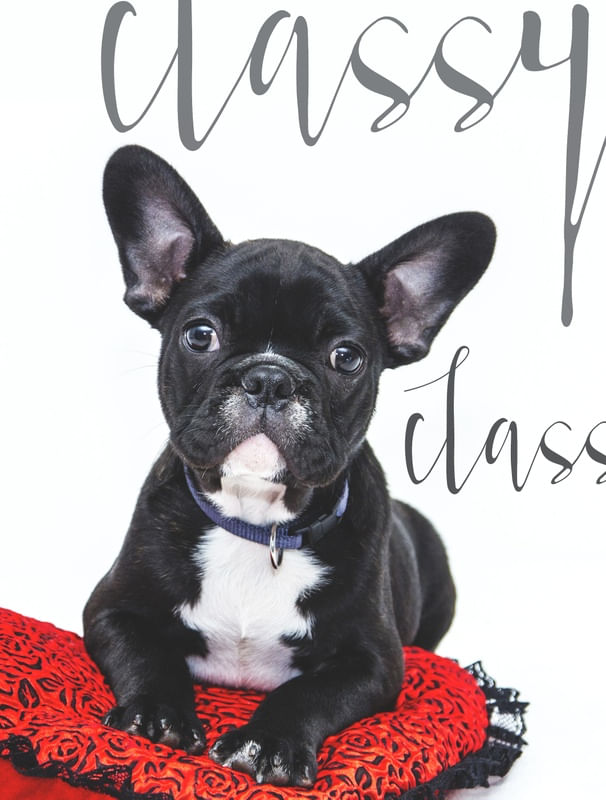 CLASSY DOG