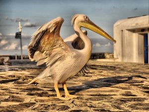 GREECE PELICAN