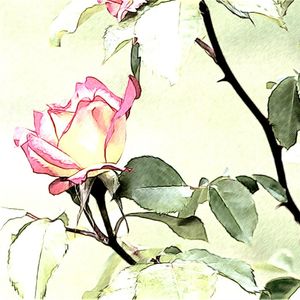 ROSA SUAVE
