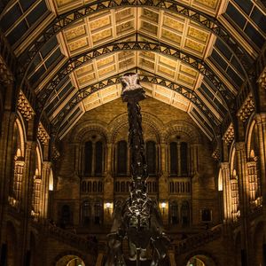 NATURAL HISTORY MUSEUM - THE DINO